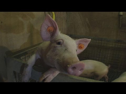 بحث لإنتاج علف حيواني جديد في بلجيكا