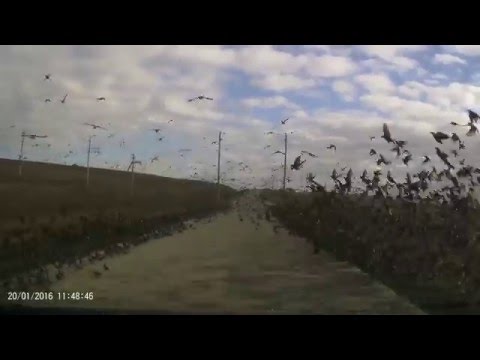 سرب حمام يقطع طريق سريع فى روسيا