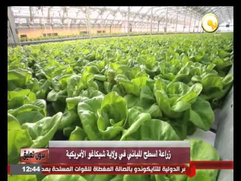 زراعة أسطح المباني في ولاية شيكاغو الأمريكية