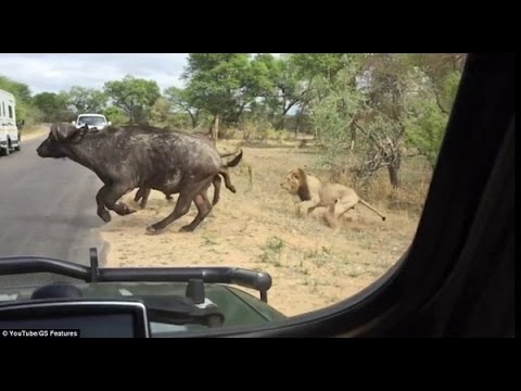 شاهد التهام الأسود لقطيع من الجاموس