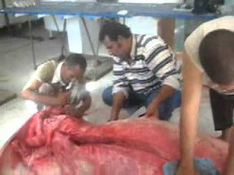 آخر عملية لتحنيط «عروس بحر»