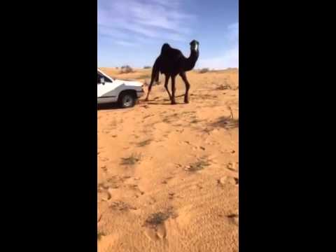 بالفيديو خليجي يتعامل مع جمل هائج بطريقة وحشيةبالفيديو خليجي يتعامل مع جمل هائج بطريقة وحشية