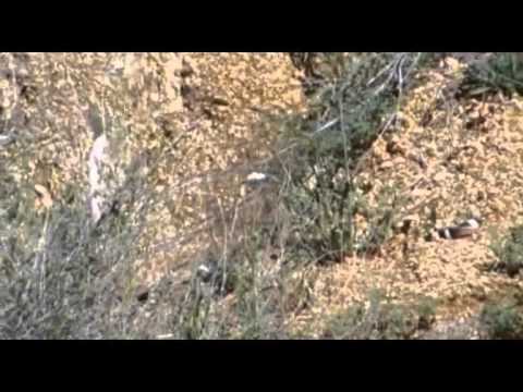 شاهد رقص ثعابين احتفالًا بالتزاوج في الجبال