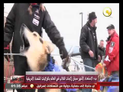بدء الاستعداد لأشهر سباق زلاجات الكلاب في العالم