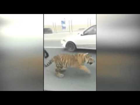 لحظة هروب نمر من سيارة نقل في قطر