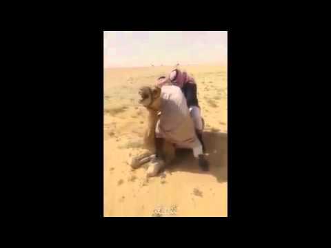 سقوط مؤلم لـخليجي من فوق جمل