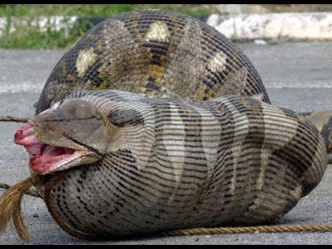 ثعابين مخيفة ابتلعت أشياء غريبة وندمت عليها