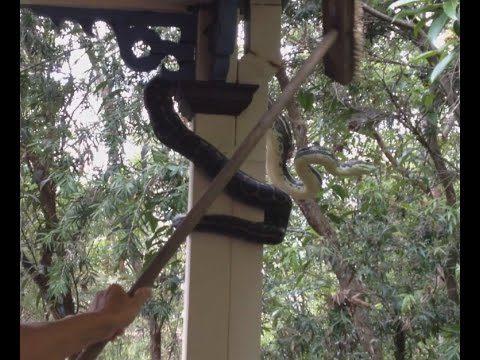 أسترالي يطرد ثعبان من منزله