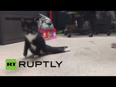 شاهد الهرة الصغيرة داشا تتعافي في مأوى الحيوانات