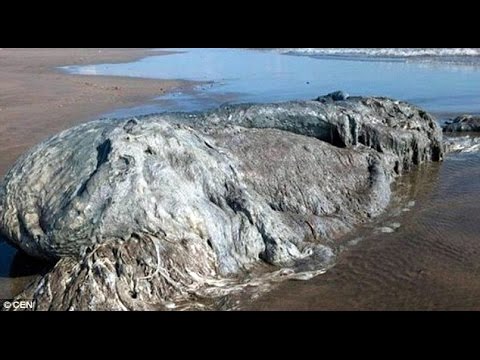 العثور على كائن غريب على أحد شواطئ المكسيك