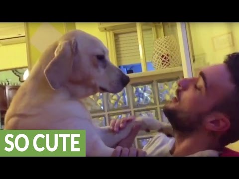 شاهد أغرب وأطرف سلوك للكلاب