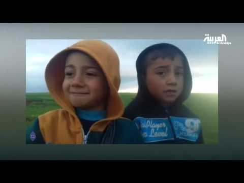 شجرة عمرها 400 عام في سويسرا