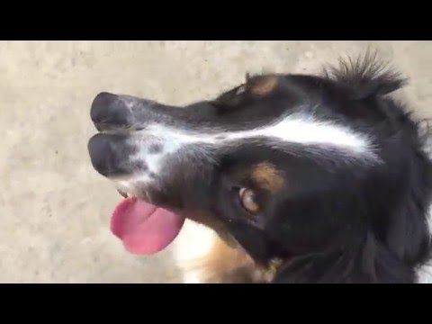 تعرف علي «الكلب ذو الأنفين» المحب للألعاب