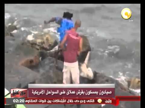 صيادون يمسكون بقرش عملاق على السواحل الأميركية