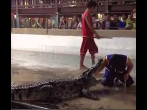 لحظات عصيبة لرجل سقط في مياه مليئة بالتماسيح