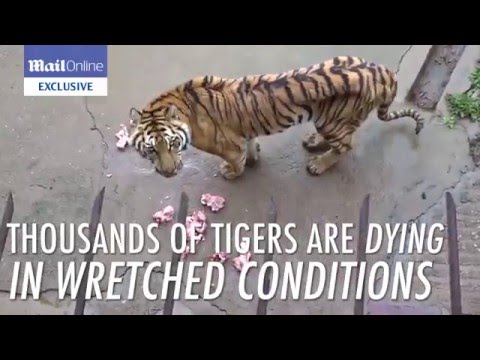 ترك النمور للجوع لتصنيع الخمور الجنسية من عظامها