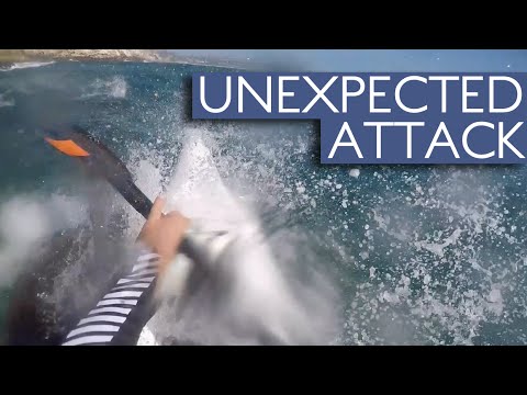 شاهد فقمة تهاجم قارب كاياك اقترب من صغارها