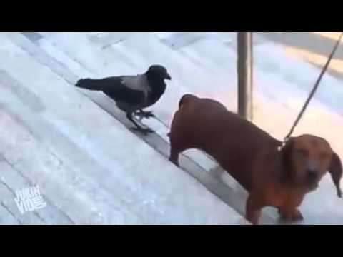 بالفيديو غراب لا يعرف معنى الخوف