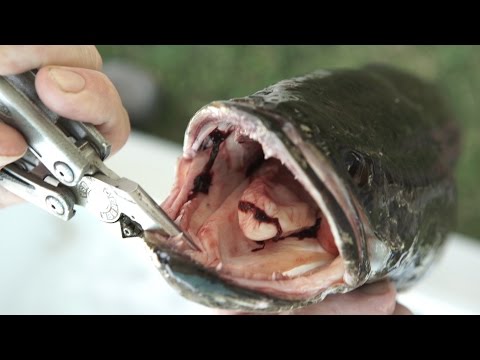 الأميركيون يكثرون من أكل نوع سمك أجنبي احتل بلادهم في 2002