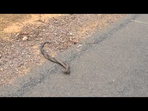 «خناقة» بين ثعبانين لجذب إنتباه الأنثى