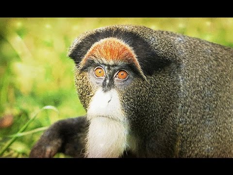 شاهد أغلى 10 حيوانات فى العالم