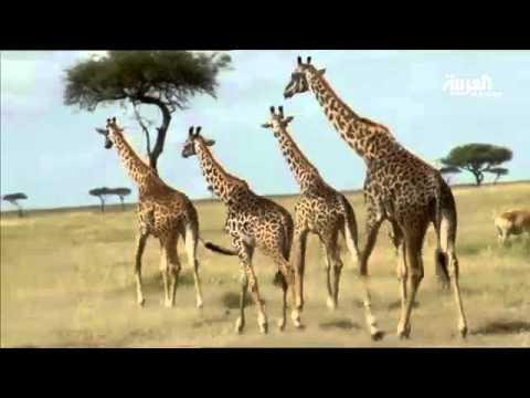 جولة في قلب غابات أفريقية