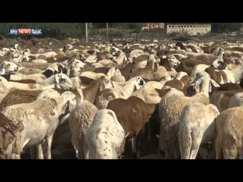 6 مليارات دولار استثمارات إماراتية في السودان