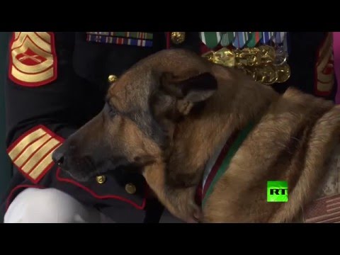 كلبة تكسب ميدالية بعد خسارة رجلها في أفغانستان