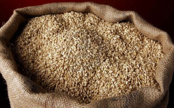 مصر اليوم - توريد 24 ألف طن قمح لمطاحن البحيرة