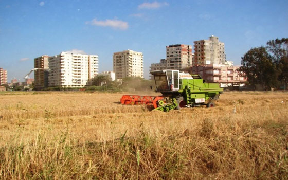   مصر اليوم - فدان قمح في الإسكندرية يحقق أعلى معدل للإنتاجية 2014