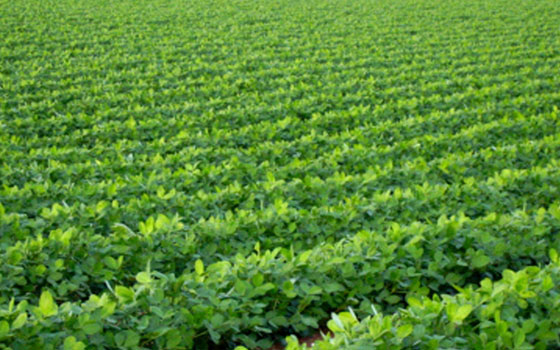   مصر اليوم - البنك الزراعي في النيل الأبيض يعلن عن بداية التمويل