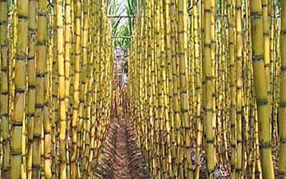   مصر اليوم - توريد 450 ألف طن من قصب السكر لمصنعي كوم أمبو وإدفو