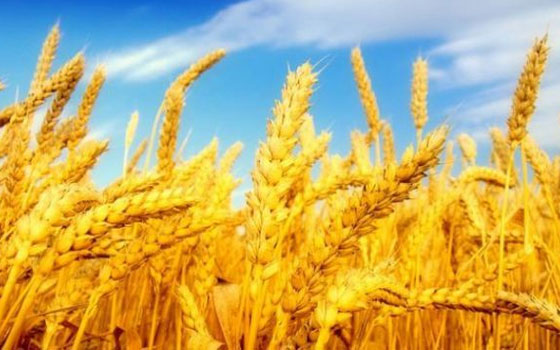   مصر اليوم - منتدى الفلاحة والبيطرة في تيارت يناقش أسباب تهديد الأمن الغذائي