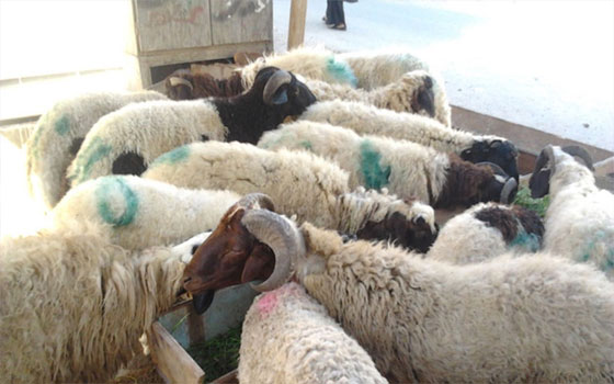   مصر اليوم - الأردن تصدر لدول الخليج 350 ألف رأس من الخراف الحية