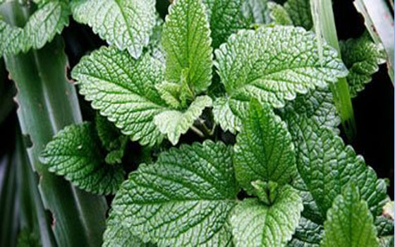 مصر اليوم - كحل النعناع لعلاج سوء الهضم والغثيان