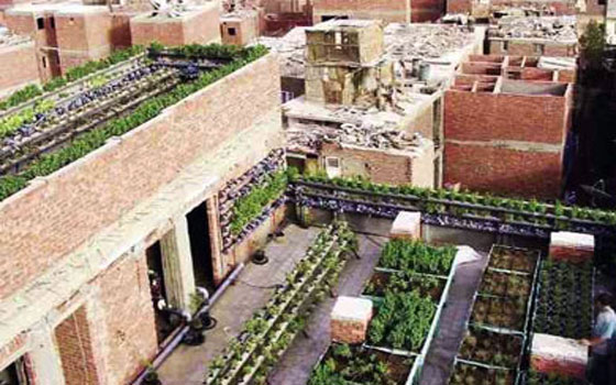   مصر اليوم - وزارة الزراعة المصرية تطلق مشروع زراعة الأسطح لتجميل البيئة