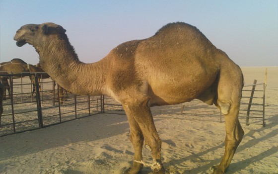   مصر اليوم - تشكيل لجان بيطريّة لفحص شحنات الجمال القادمة من السودان