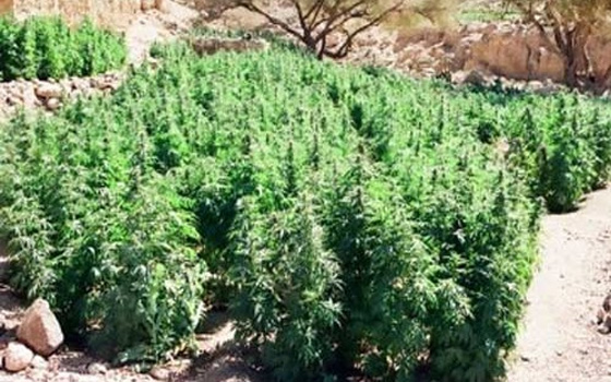 مصر اليوم - ضبط 17 فدانًا مزروعة بنبات البانجو المُخدّر في شمال سيناء