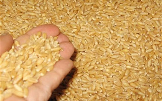   مصر اليوم - وصول 63 ألف طن قمح روماني إلى ميناء سفاجا