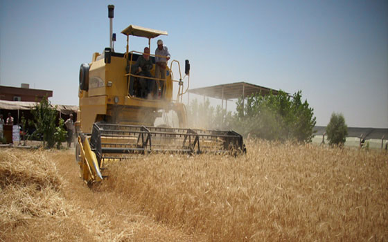   مصر اليوم - استعدادات لانجاح موسم حصاد محصول الحنطة في كركوك