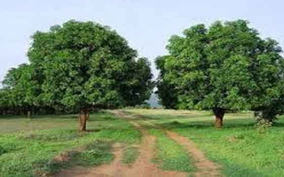   مصر اليوم - ترتيبات لإنشاء سوق في منطقة البان جديد شمال كردفان