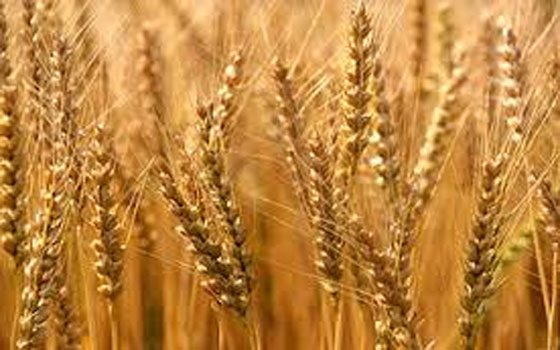   مصر اليوم - هدهود يُعلن توريد 7396 طن قمح إلى مطاحن وصوامع البحيرة