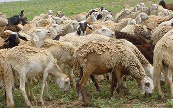   مصر اليوم - صادرات الثروة الحيوانية السودانية للسعودية تفوق العدد المستهدف