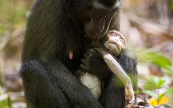  مصر اليوم - أنثى قرد المكاك تحتضن طفلها الميت