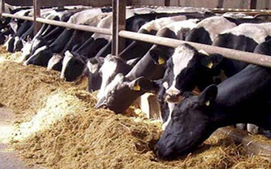   مصر اليوم - الحجر البيطري بمدينة أبوسمبل يستقبل 3100 رأس من الماشية السودانية