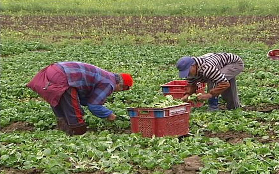   مصر اليوم - إصدار مؤشر بشأن التناغم الإجتماعي للأرياف الصينية