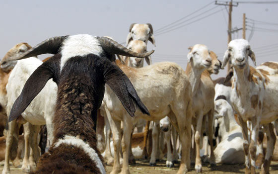   مصر اليوم - تصدير 287 ألف رأس من الضأن من مركز الرهد شمال كردفان