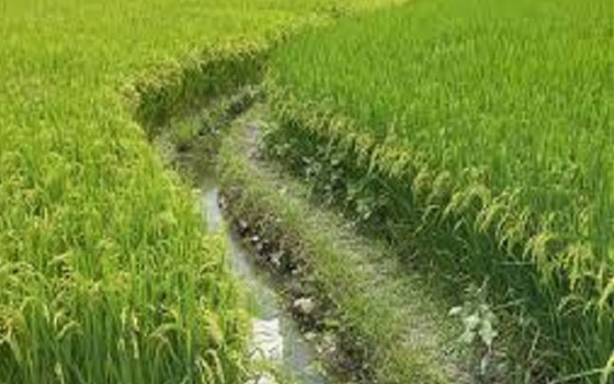   مصر اليوم - الفاو تتوقع أن تنتج كوريا الشمالية 1.9 مليون طن من الأرز