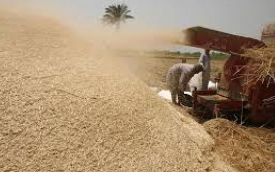   مصر اليوم - توريد 125 ألف طن قمح في مطاحن محافظة كفر الشيخ