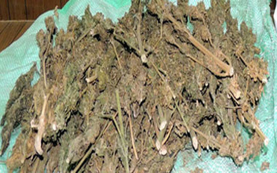 مصر اليوم - ضبط ربع كيلو بانغو بحوزة سائق بالغردقة